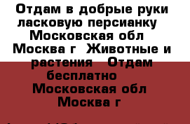 Отдам в добрые руки ласковую персианку - Московская обл., Москва г. Животные и растения » Отдам бесплатно   . Московская обл.,Москва г.